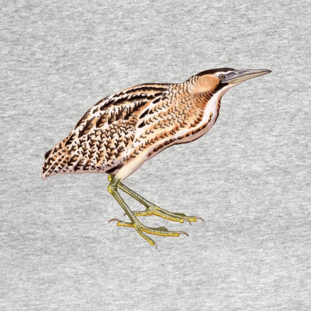 Eurasian Bittern by kokayart